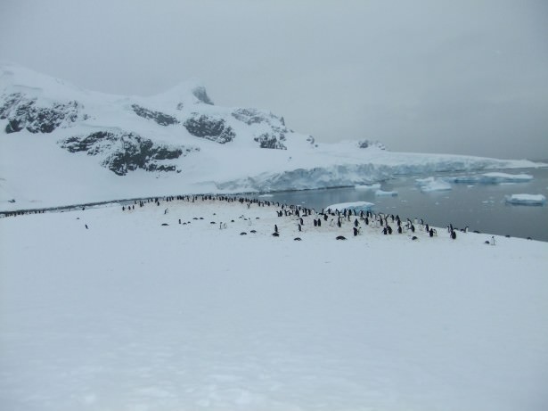 Top 5 islands in Antarctica - Don't Stop Living